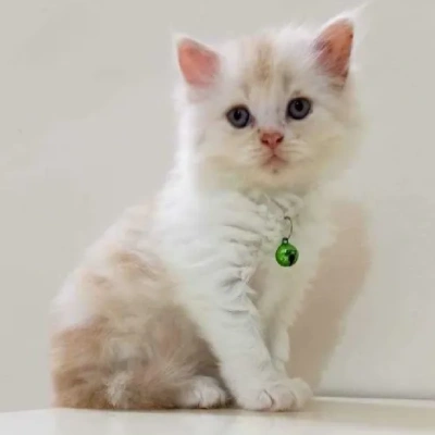 Persian cat Price in India | Persian kitten Price In India