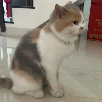 Persian cat Price in Mumbai | Persian cats for sale in Mumbai