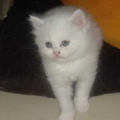 Persian puppies for sale