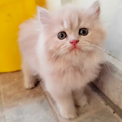 Persian cat Price in Bangalore | Persian cats for sale in Bangalore