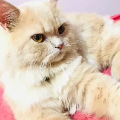 Persian cat Price in Bangalore | Persian cats for sale in Bangalore