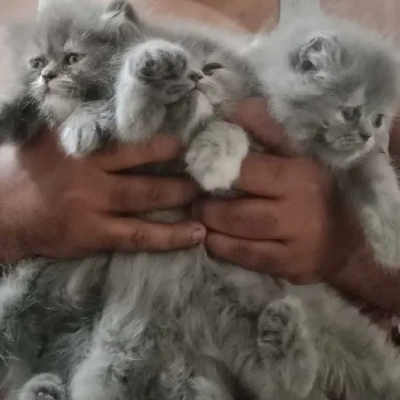 Persian cat Price in Bangalore | Persian cats for sale in Bangalore