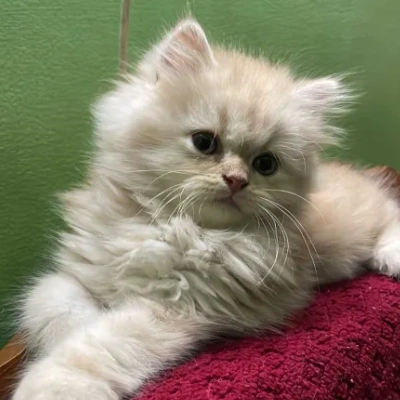 Persian cat Price in India | Persian kitten Price In India