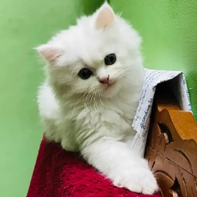 Persian cat Price in India | Persian kitten Price In India