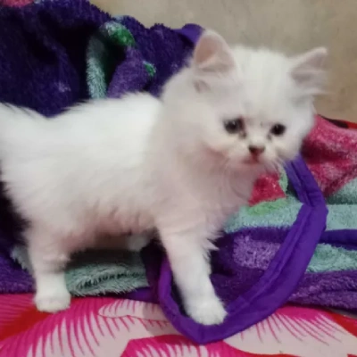 Persian cat Price in Mumbai | Persian cats for sale in Mumbai