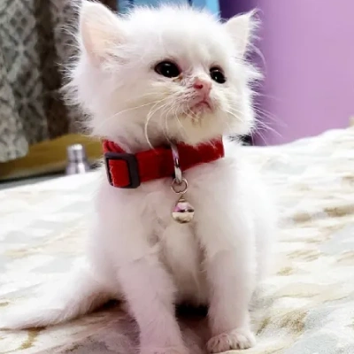 Persian cat Price in Mumbai | Persian cats for sale in Mumbai