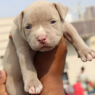 Pitbull Price in India | Pitbull Dog Price In India