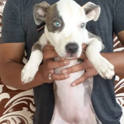 Pitbull Price in Hyderabad | Pitbull Puppies for sale in Hyderabad