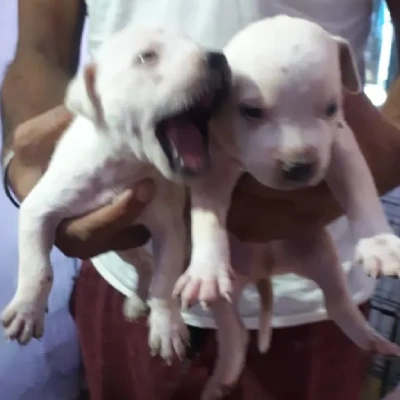 Pitbull Price in Hyderabad | Pitbull Puppies for sale in Hyderabad