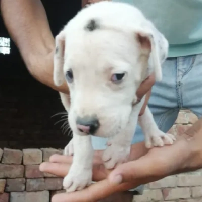 Pitbull Price in Bangalore | Pitbull Puppies for sale in Bangalore