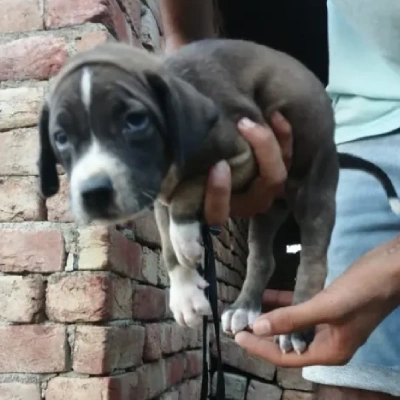 Pitbull Price in Hyderabad | Pitbull Puppies for sale in Hyderabad