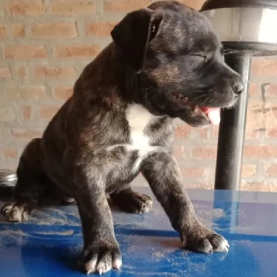 Pitbull Price in Delhi | Pitbull Puppies for sale in Delhi