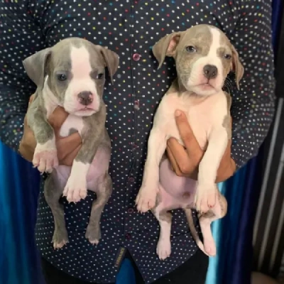 Pitbull Price in Chennai | Pitbull Puppies for sale in Chennai