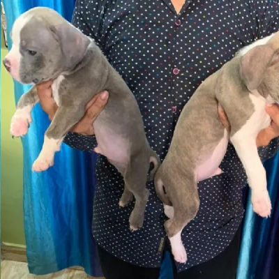 Pitbull Price in Nashik | Pitbull Puppies for sale in Nashik