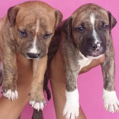 Pitbull Price in Mumbai | Pitbull Puppies for sale in Mumbai