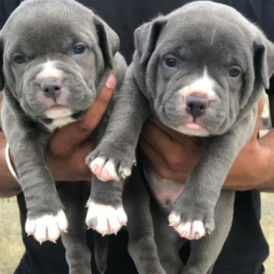 Pitbull Price in Hyderabad | Pitbull Puppies for sale in Hyderabad