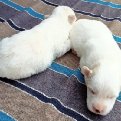 Pitbull Price in Nashik | Pitbull Puppies for sale in Nashik