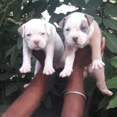 Pitbull Price in Noida | Pitbull Puppies for sale in Noida