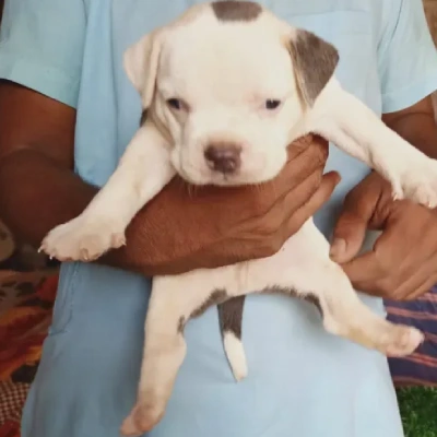 Pitbull Price in Surat | Pitbull Puppies for sale in Surat