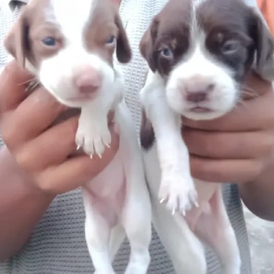 Pitbull Price in Nashik | Pitbull Puppies for sale in Nashik