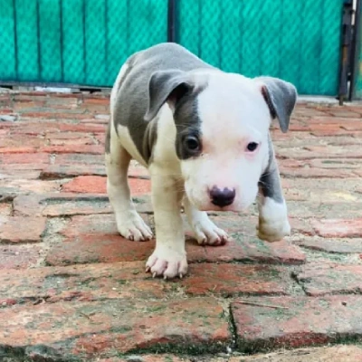 Pitbull Price in Nashik | Pitbull Puppies for sale in Nashik