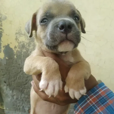 Pitbull Price in Hyderabad | Pitbull Puppies for sale in Hyderabad