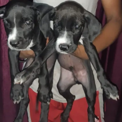 Pitbull Price in Nashik | Pitbull Puppies for sale in Nashik