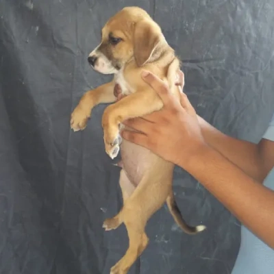 Pitbull Price in Mumbai | Pitbull Puppies for sale in Mumbai