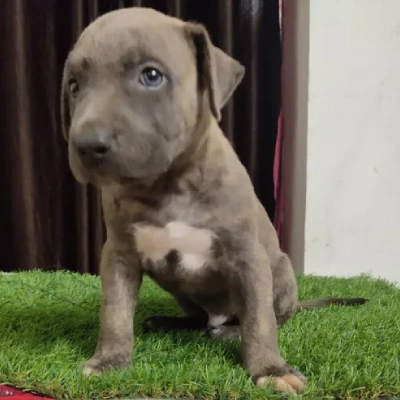 Pitbull Price in Mumbai | Pitbull Puppies for sale in Mumbai