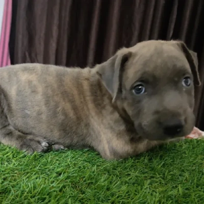 Pitbull Price in Chennai | Pitbull Puppies for sale in Chennai