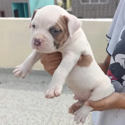 Pitbull Price in Delhi | Pitbull Puppies for sale in Delhi