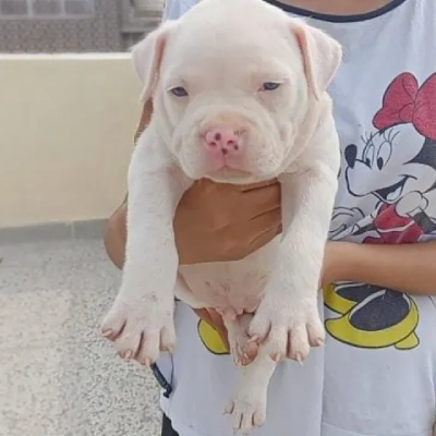 Pitbull Price in Hyderabad | Pitbull Puppies for sale in Hyderabad