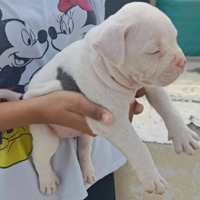 Pitbull Price in Chennai | Pitbull Puppies for sale in Chennai