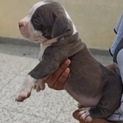 Pitbull Price in Delhi | Pitbull Puppies for sale in Delhi