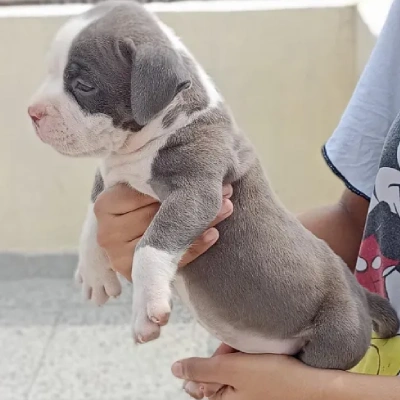 Pitbull Price in Hyderabad | Pitbull Puppies for sale in Hyderabad