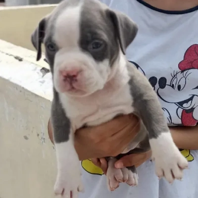 Pitbull Price in Bangalore | Pitbull Puppies for sale in Bangalore