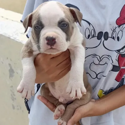 Pitbull Price in Bangalore | Pitbull Puppies for sale in Bangalore