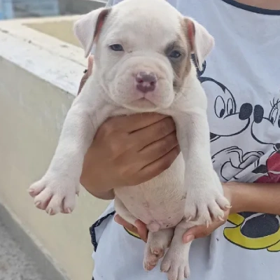 Pitbull Price in Mumbai | Pitbull Puppies for sale in Mumbai