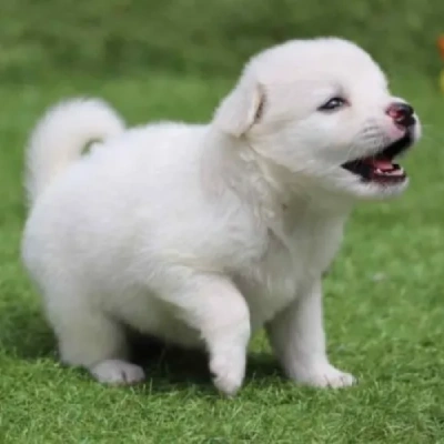 Pomeranian Price in Mumbai | Pomeranian Puppies for sale in Mumbai