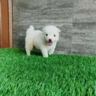 Pomeranian Price in Mumbai | Pomeranian Puppies for sale in Mumbai