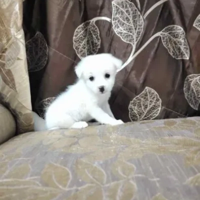 Pomeranian Price in Pune | Pomeranian Puppies for sale in Pune