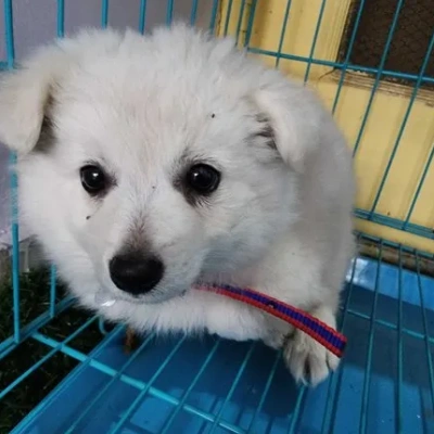 Pomeranian Price in Nashik | Pomeranian Puppies for sale in Nashik