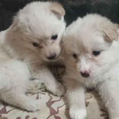 Pomeranian Price in Nashik | Pomeranian Puppies for sale in Nashik