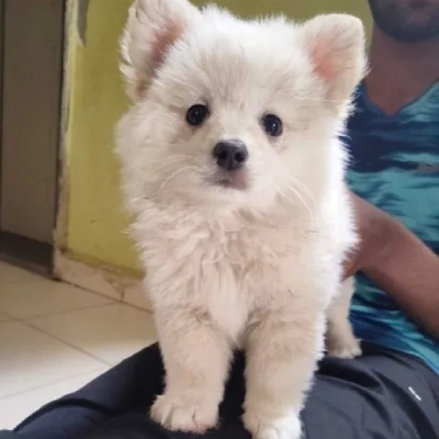 Pomeranian Price in Noida | Pomeranian Puppies for sale in Noida