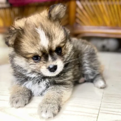 Pomeranian Price in Mumbai | Pomeranian Puppies for sale in Mumbai