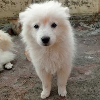 Pomeranian Price in Nashik | Pomeranian Puppies for sale in Nashik