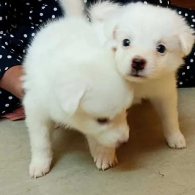 Pomeranian Price in Mumbai | Pomeranian Puppies for sale in Mumbai