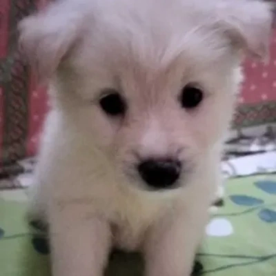 Pomeranian Price in Mumbai | Pomeranian Puppies for sale in Mumbai