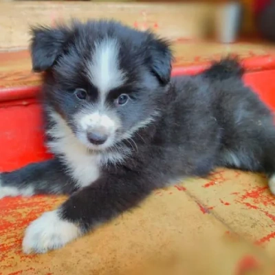 Pomeranian Price in Nashik | Pomeranian Puppies for sale in Nashik