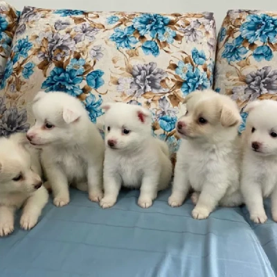 Pomeranian Price in Bangalore | Pomeranian Puppies for sale in Bangalore